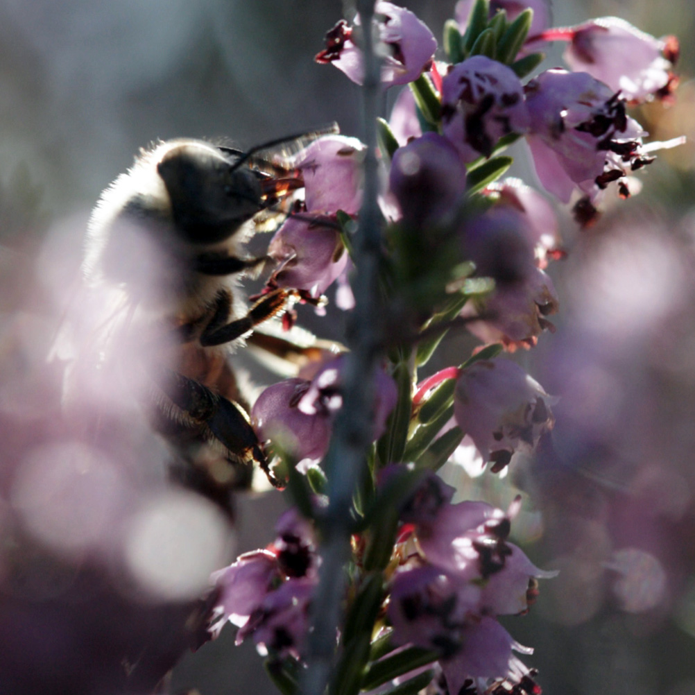 Παράδοση - The Grecials