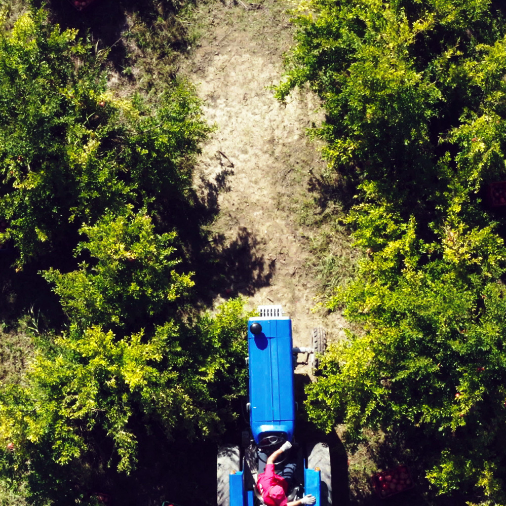 Παράδοση - The Grecials